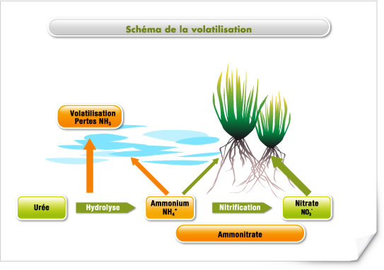 Schemas volatil. Schemas volatil.