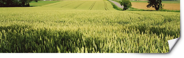 Nutrition et azote